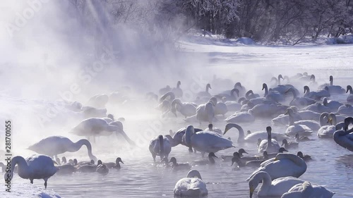 Swans and ducks swimming in Kussharo Lake in winter photo