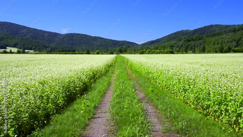 Pathway between buckwheat fields, Shimohorokanai, Horokanai, Amryu Pathway between buckwheat fields, Shimohorokanai, Horokanai, Amryu