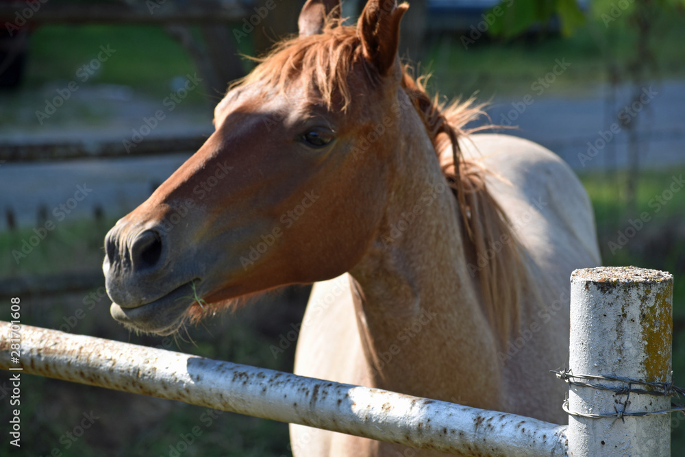 Obraz premium Horse in Pasture
