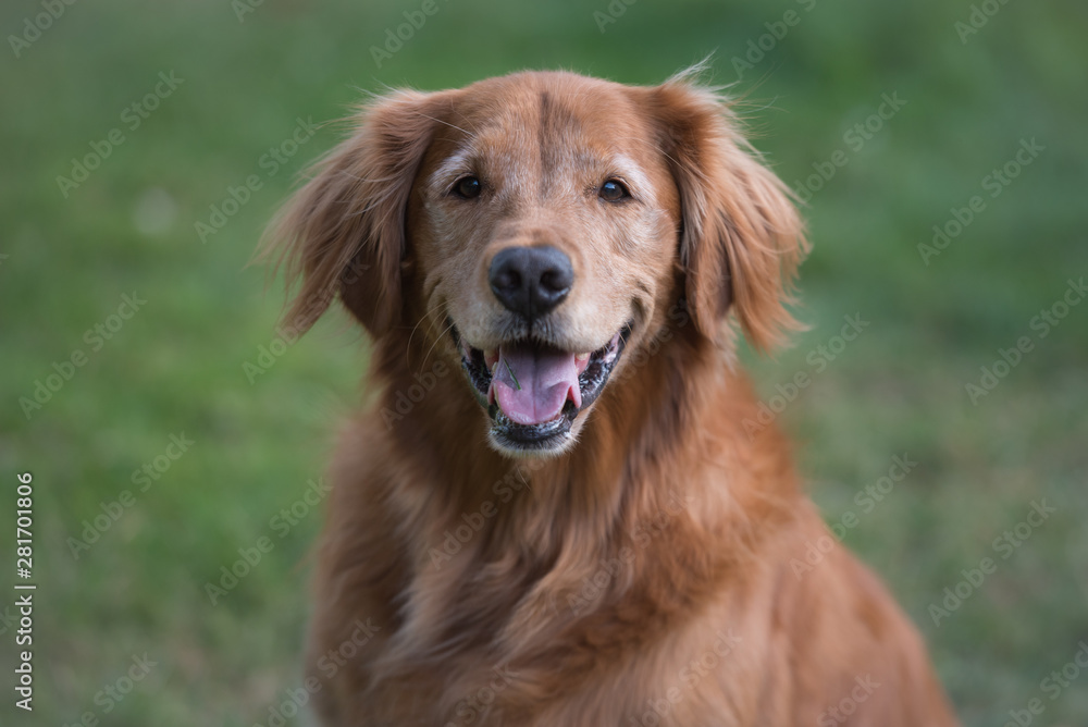 Portrait of a happy and cute Golden Retriever dog
