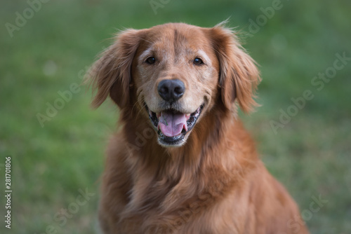 Portrait of a happy and cute Golden Retriever dog
