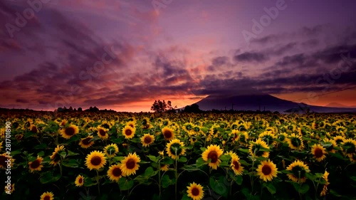 Sunflower field at dawn, Nishiyama, Niseko, Shibata, Hokkaido photo