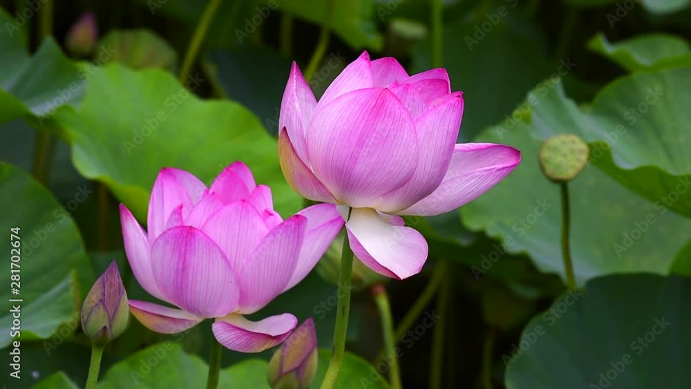 Lotus flowers on windy day, Minami Aizu, Minami Aizu, Fukushima Lotus flowers on windy day, Minami Aizu, Minami Aizu, Fukushima