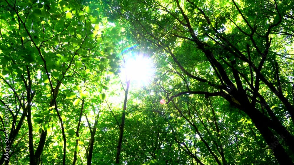 Sun shining between trees, Higashikawa, Hokkaido, Japan Sun shining between trees, Higashikawa, Hokkaido, Japan