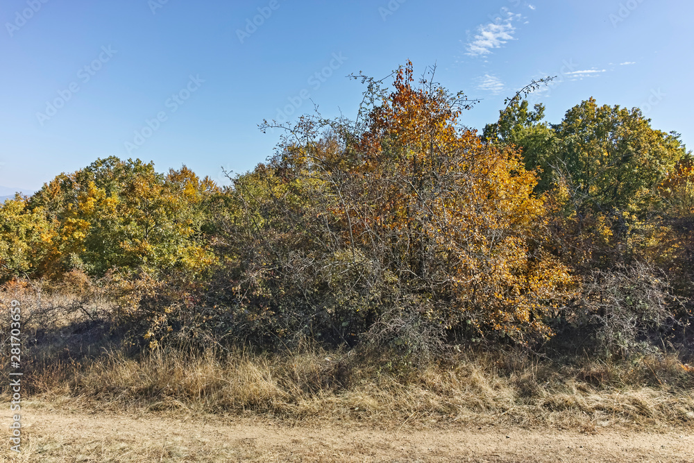 Obraz premium Landscape of Cherna Gora mountain, Bulgaria