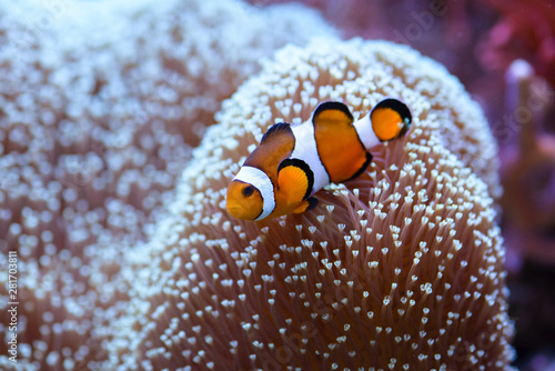 The orange clownfish Amphiprion percula , swims among the corals in a marine aquarium.