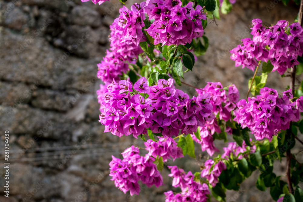 Obraz premium Blooming purple flowers from a tree infront of a stone brick wall