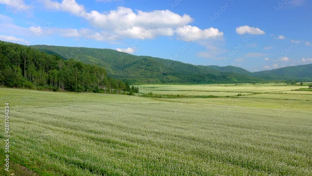 Buckwheat flowers blooming in vast summer field Buckwheat flowers blooming in vast summer field