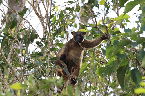 Lumholtz's tree-kangaroo (Dendrolagus lumholtzi)  rests high in a tree Queensland, Australia photo