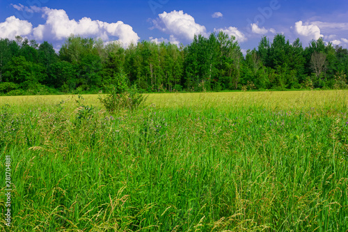 Field of green grass and blue sky