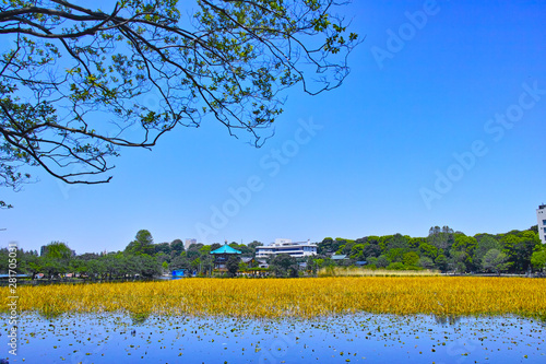 春の東京都上野公園の不忍池