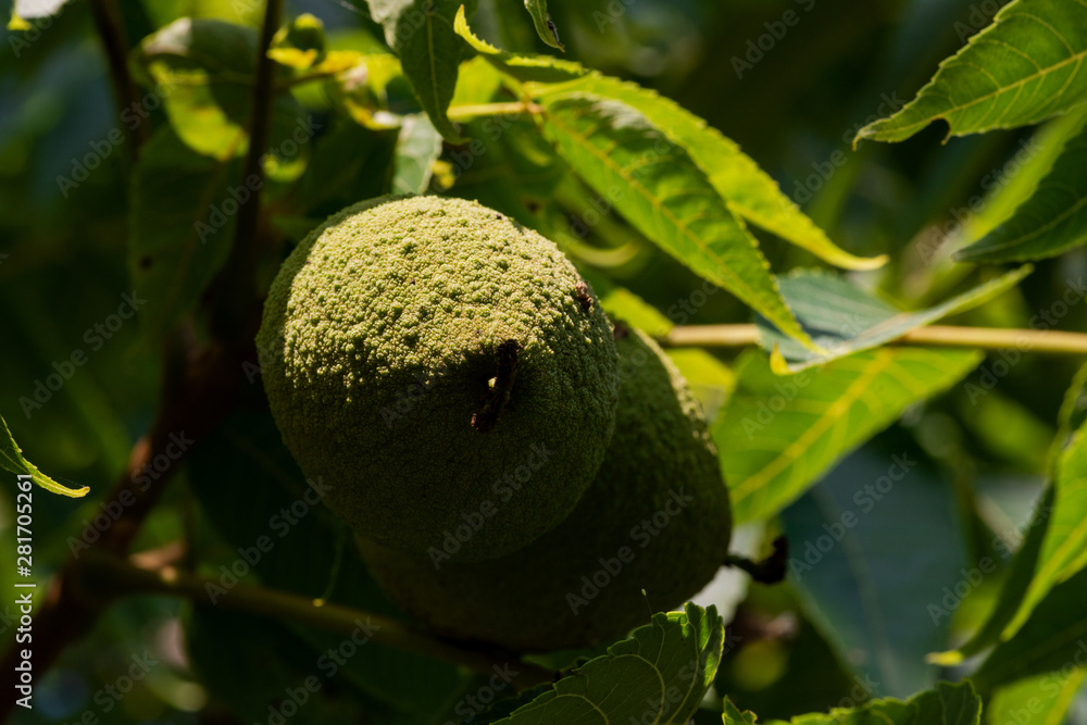 Green Unripe Fruits of Eastern American Black Walnut, a species of deciduous tree in the Juglandaceae family, native to North America. Genus Juglans. Green Unripe Fruits of Eastern American Black Walnut, a species of deciduous tree in the Juglandaceae family, native to North America. Genus Juglans.