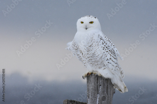 Obraz na plátne Snowy Owl