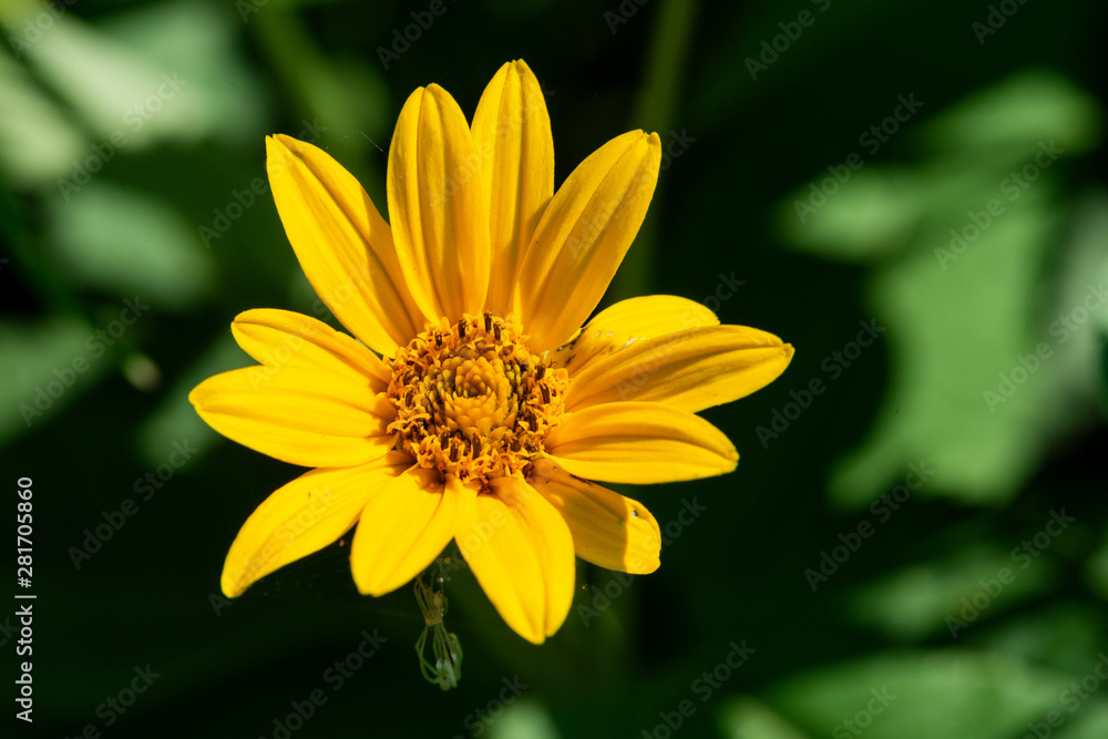 Obraz premium Bright Yellow False Sunflower in prairie field. Flowering plant in Asteraceae Family. Rhizomatous herbaceous perennial. Heliopsis Helianthoides. 