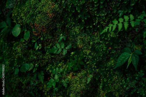 Texture of green moss and leaves on stone wall background © Daria