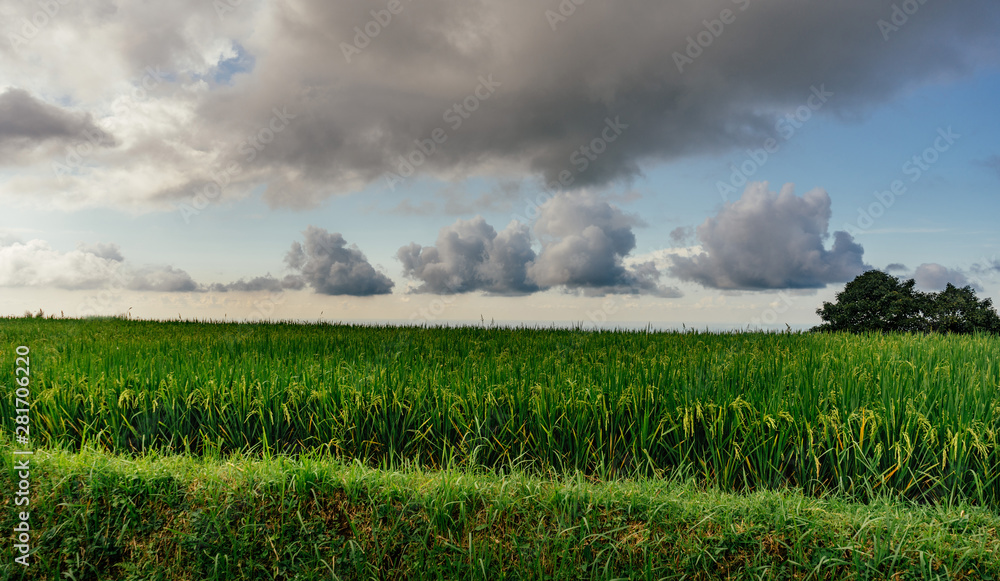 Green rice field and sky with white clouds Green rice field and sky with white clouds