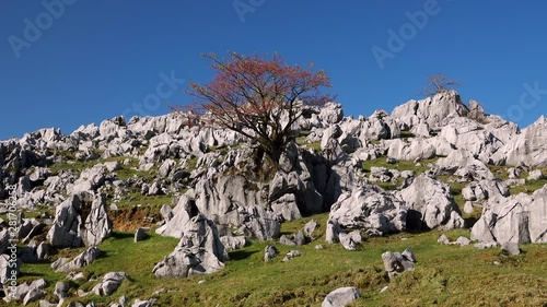 Shikoku Karst, Kumakogen, Ehime Prefecture, Japan photo