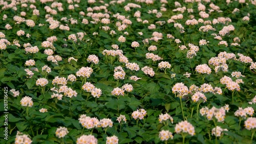 Close up of potato flowers photo