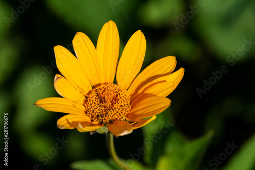 Bright Yellow False Sunflower in prairie field. Flowering plant in Asteraceae Family. Rhizomatous herbaceous perennial. Heliopsis Helianthoides.  