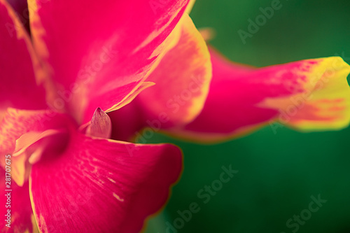 closeup of a red petal