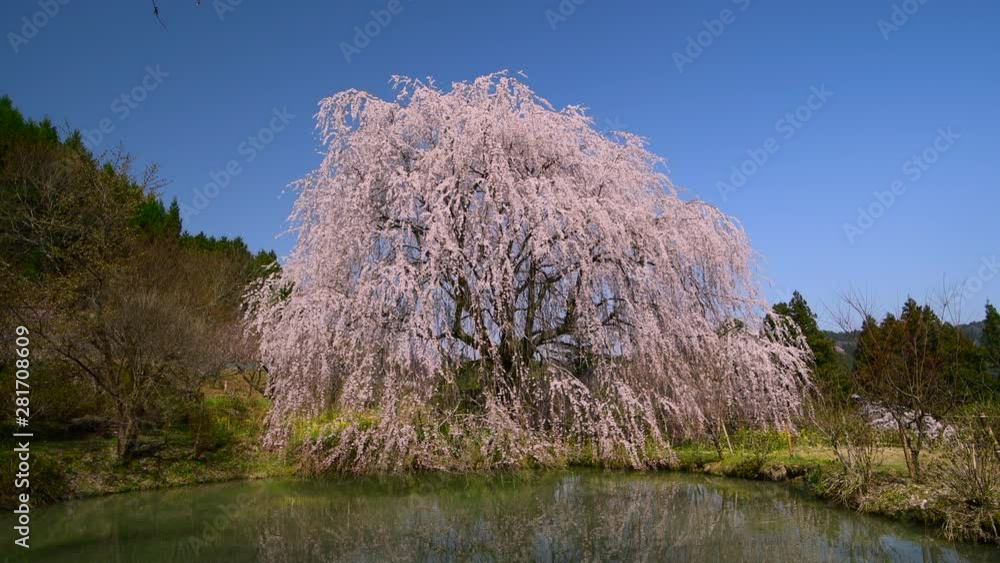 Cherry blossom and pond, Uchiko, Ehime Prefecture, Japan Cherry blossom and pond, Uchiko, Ehime Prefecture, Japan
