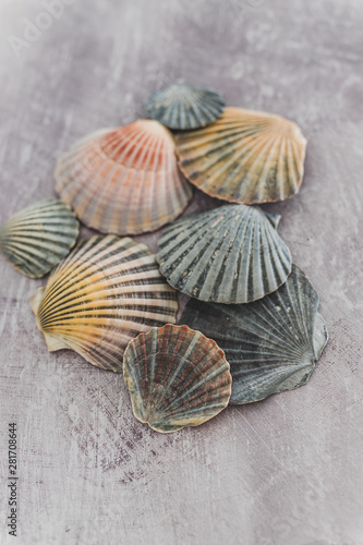 group of colorful seashells on gray background