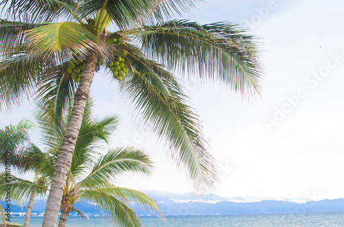 palm trees on the beach © Harid
