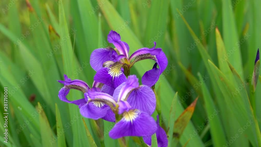 Close up of flower, Akkeshi, Hokkaido, Japan Close up of flower, Akkeshi, Hokkaido, Japan