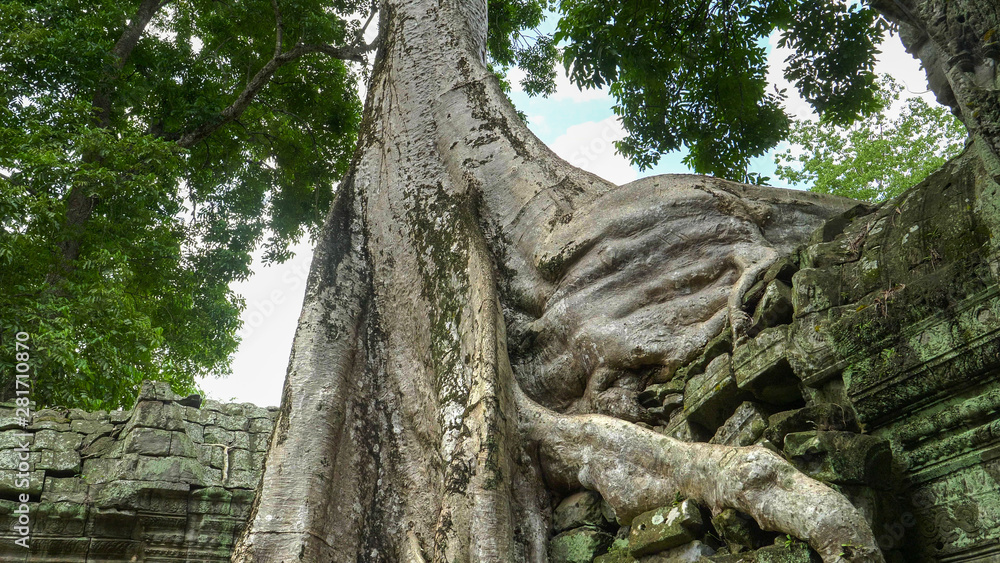 tree roots on a wall at ta prohm temple, angkor wat