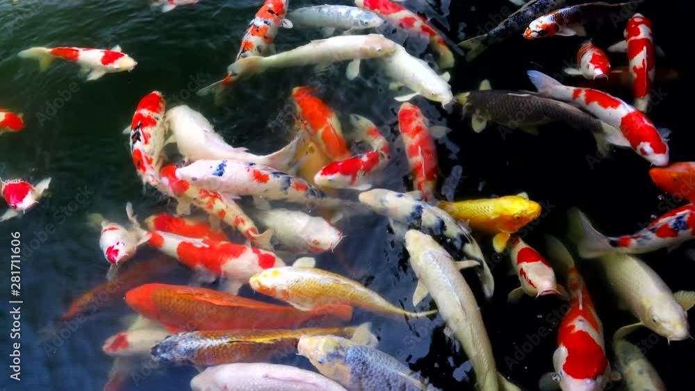 Close up of Koi Carp shoal, Mishima, Hiroshima, Japan Close up of Koi Carp shoal, Mishima, Hiroshima, Japan