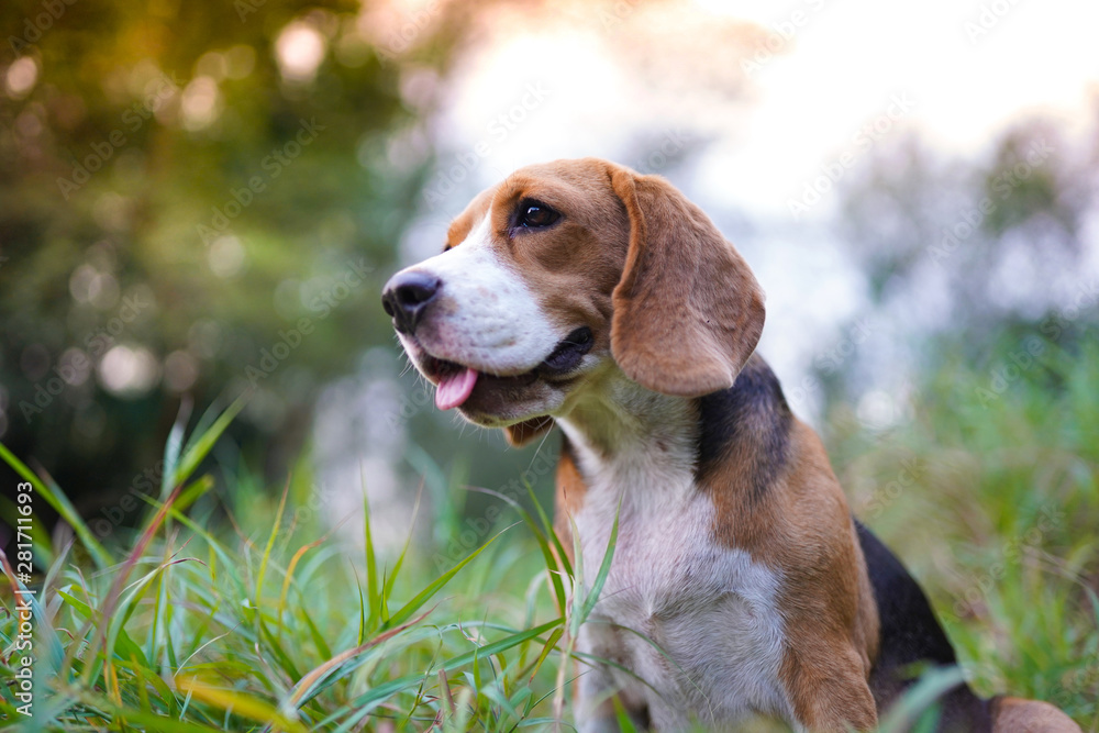 An adorable beagle dog sitting  outdoor in the park.