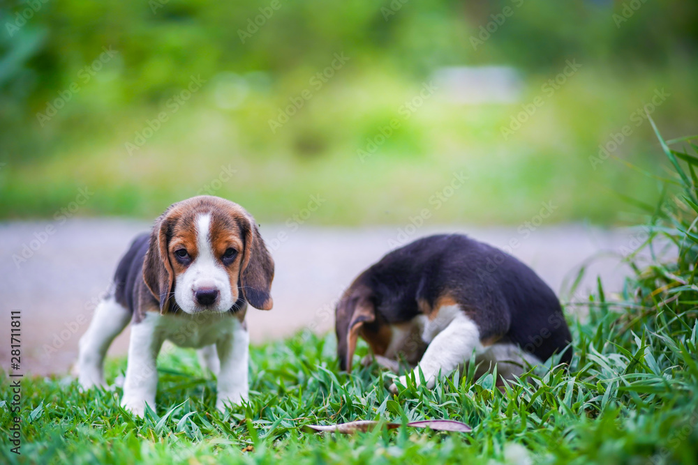 Two cute beagle puppies  relaxing outdoor on the green grass field.