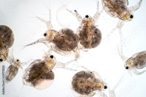 Water flea (Daphnia magna) is a small planktonic crustacean under microscope view. photo