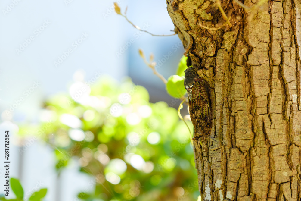 Obraz premium 庭の木に止まっている蝉