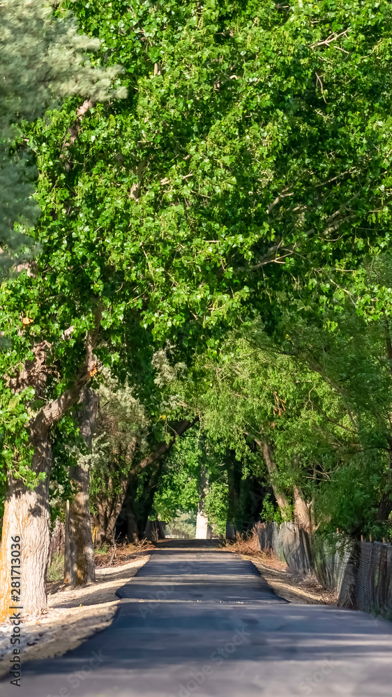 Vertical frame Abundant green leaves of towering trees forming a canopy over a sunlit road
