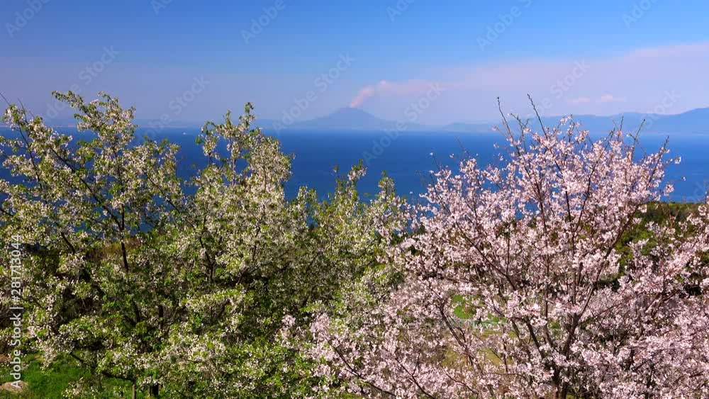 Cherry blossom and Sakurajima, Ibusuki, Kagoshima Prefecture, Japan