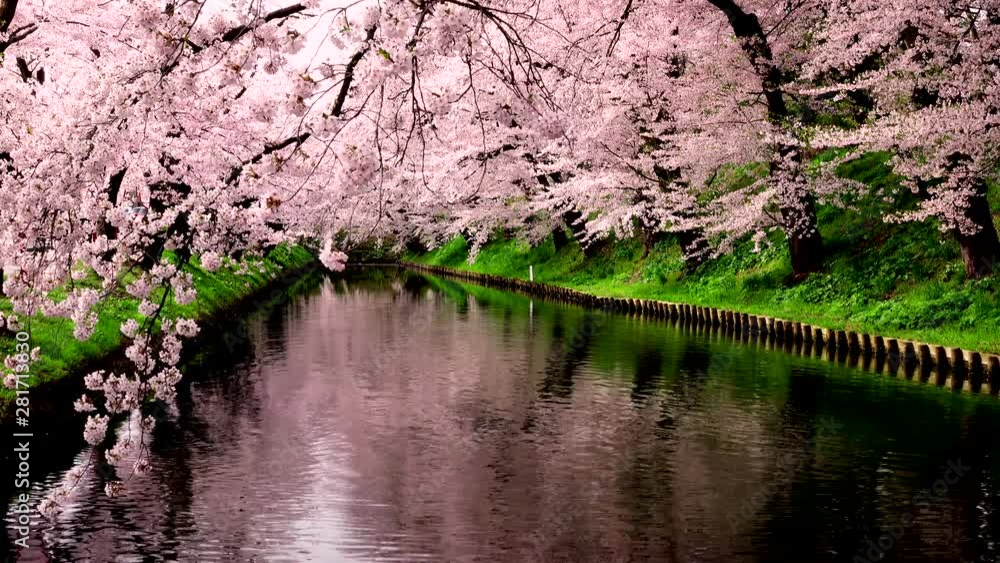Cherry blossom in Hirosaki Park, Hirosaki, Aomori Prefecture, Japan Cherry blossom in Hirosaki Park, Hirosaki, Aomori Prefecture, Japan