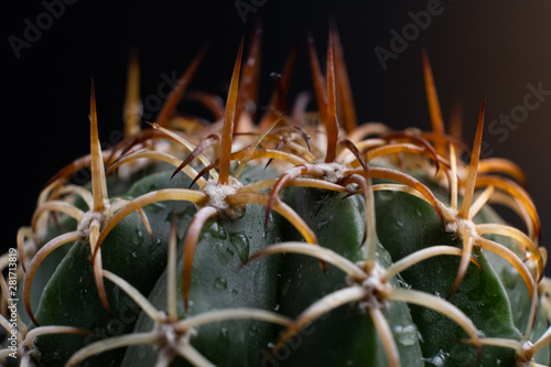 Cactus with spikes on black background.