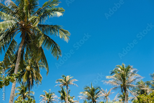 wallpaper with palm trees on the coast