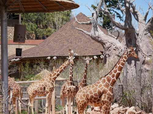 Photography Giraffe