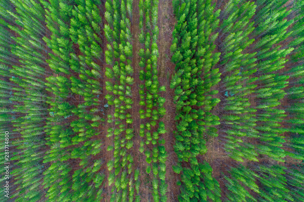 Top down aerial landscape of pine trees rows in plantation, Melbourne, Australia Top down aerial landscape of pine trees rows in plantation, Melbourne, Australia