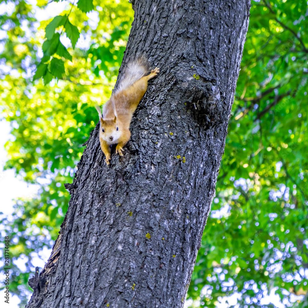 Fototapeta premium Squirrel on a tree looking straight into the camera
