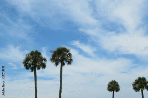Palm trees on blue sky background © natalya2015