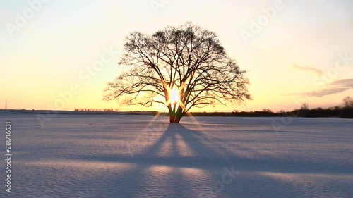 Zoom out of tree in snowfield at sunrise