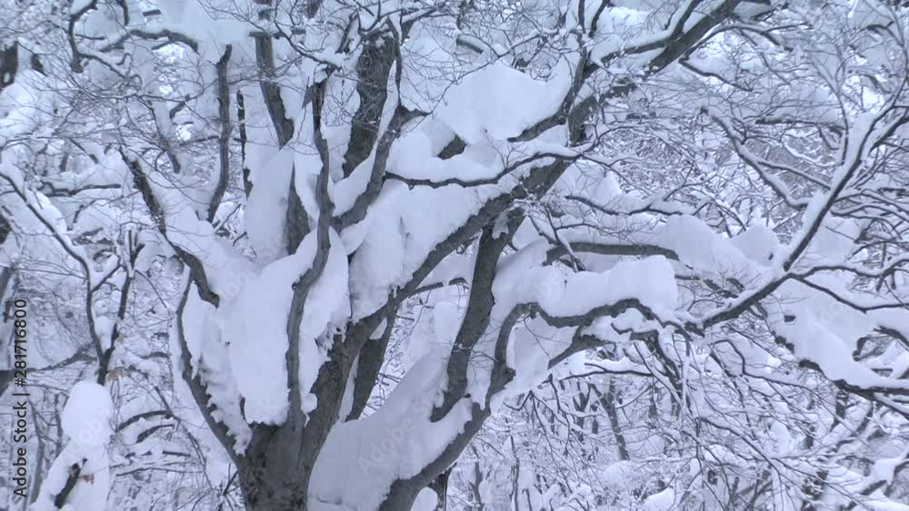 Bare snow covered beech trees in winter Bare snow covered beech trees in winter