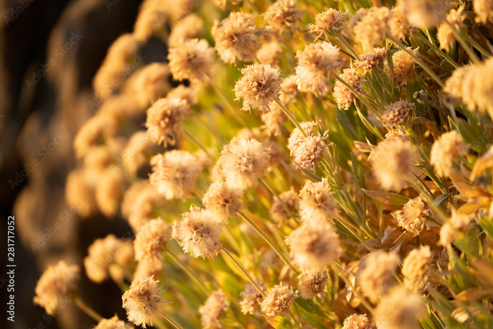 Obraz premium blumen auf teneriffa