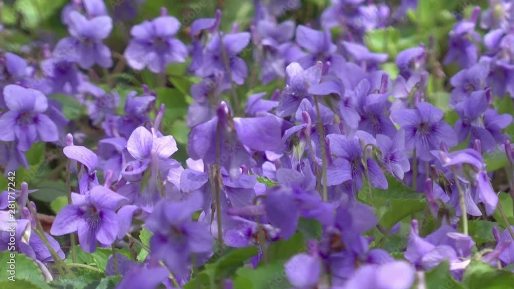 Violet swaying in wind