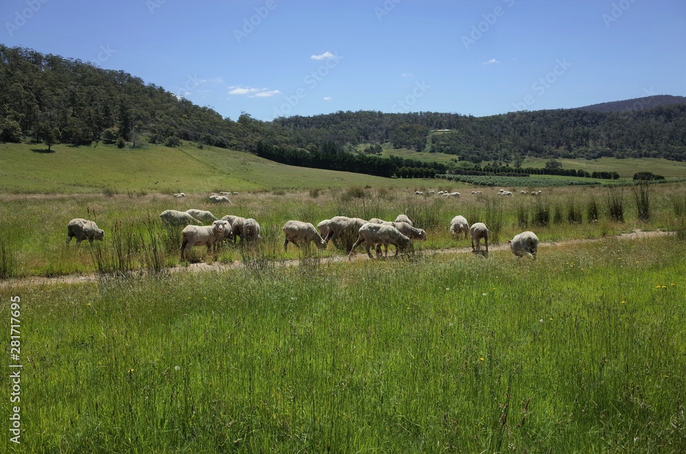 The sheep in Tasmania Australia