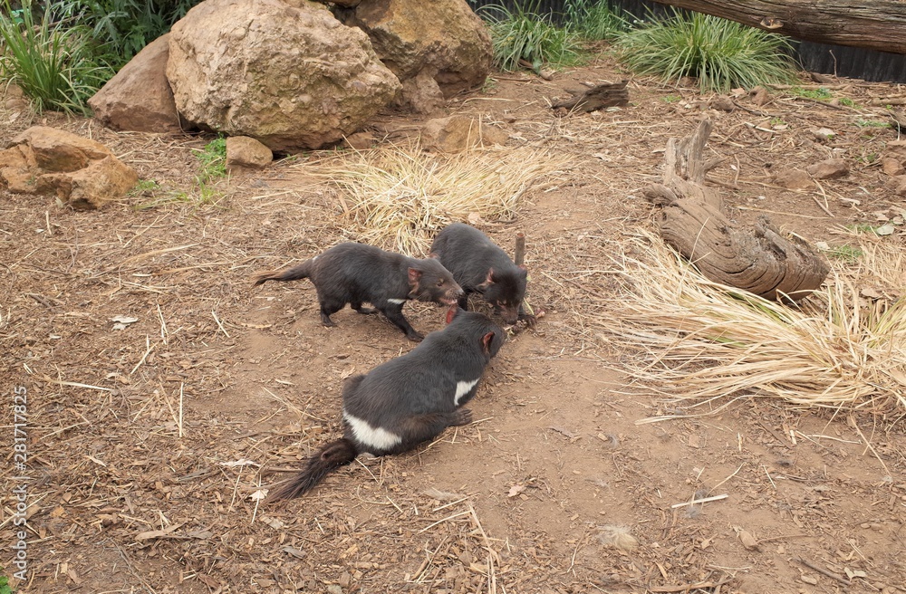 Fototapeta premium The tasmanian devil in Tasmania