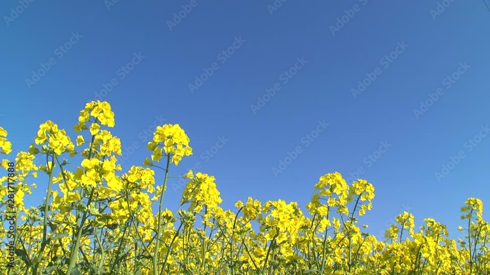 Low angle shot of rapeseed flowers, Takigawa, Hokkaido Low angle shot of rapeseed flowers, Takigawa, Hokkaido